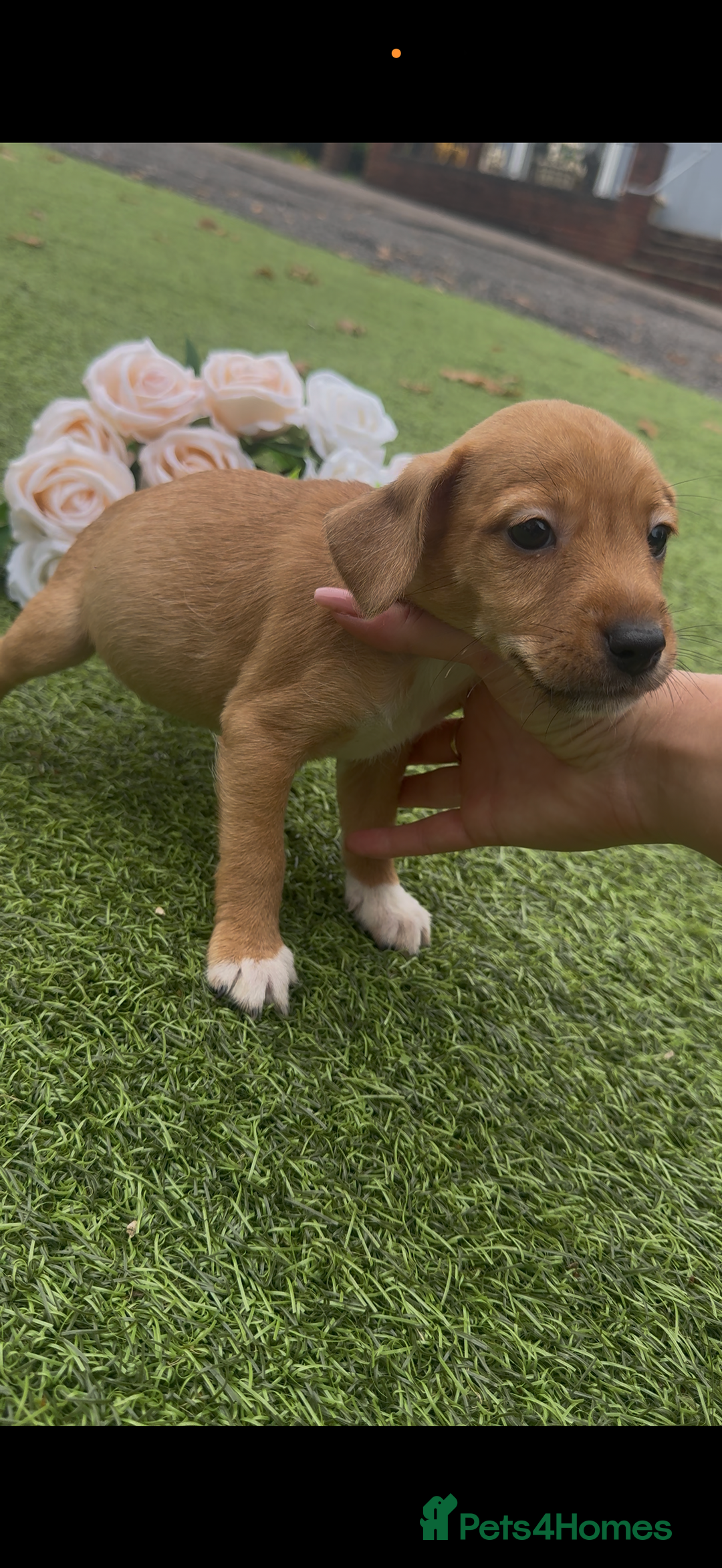 Jack Russell dogs for sale: Tri coloured Jack Russel pups  - Advert 9