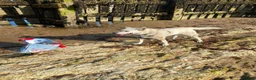 Mixed Breed dogs for adoption: FIVOS An older Gent loving life in Norwich - Advert 2