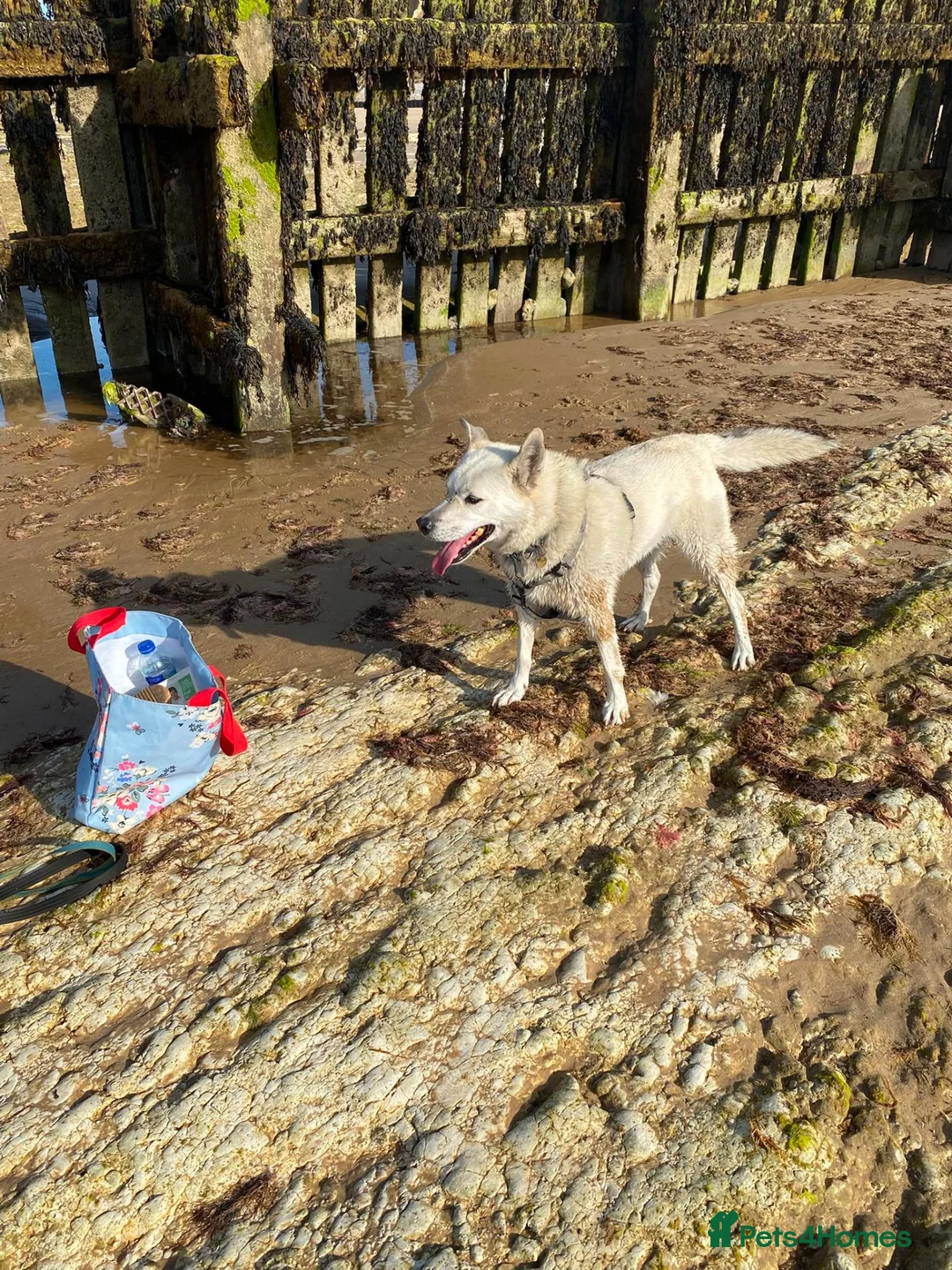 Mixed Breed dogs for adoption: FIVOS An older Gent loving life in Norwich - Advert 2