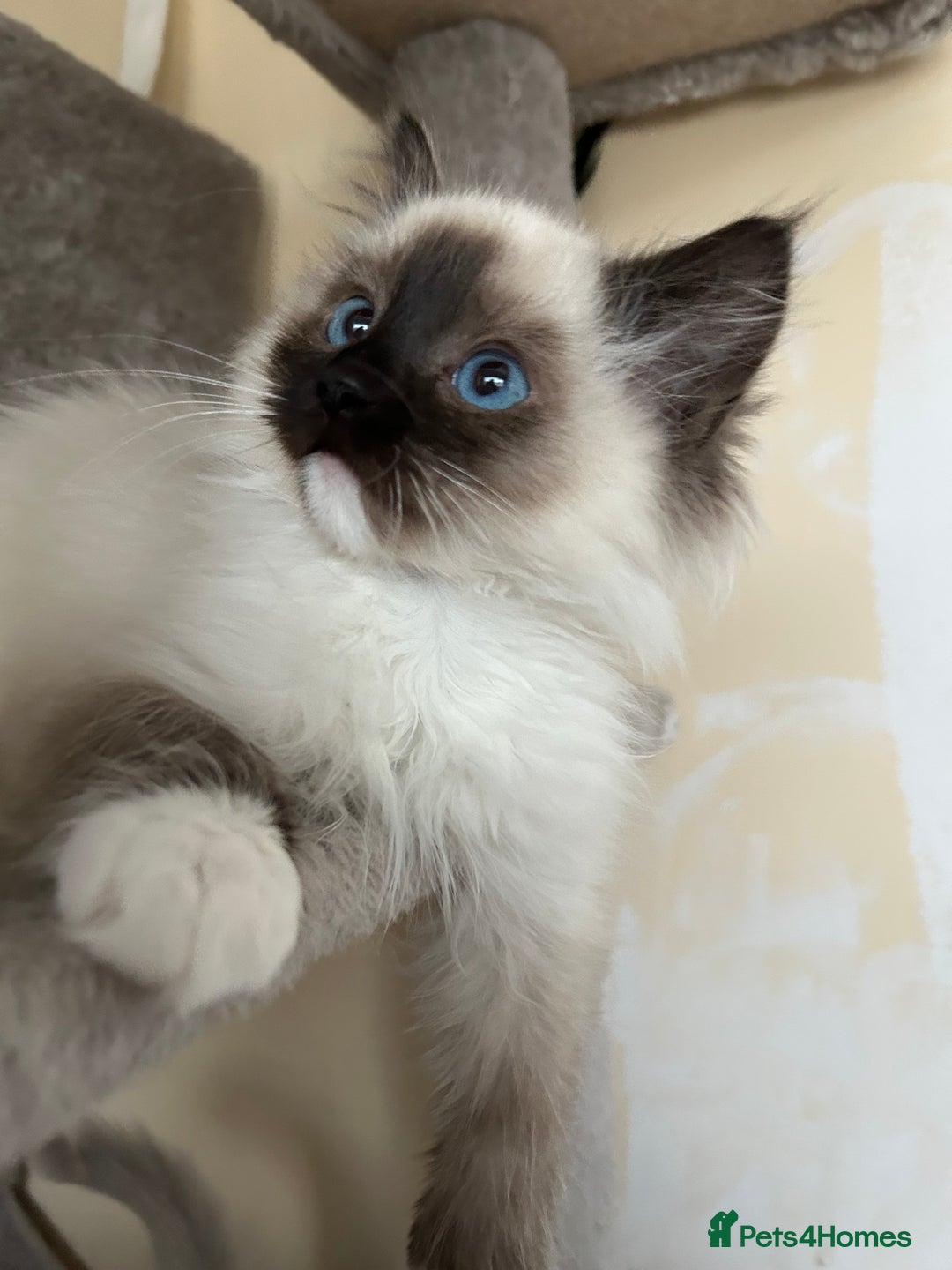 Ragdoll cats for sale: Ragdoll kittens one boy left seal mitted. - Advert 13