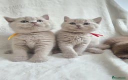 British Shorthair cats for sale: GCCF British Shorthair Kittens Champion Bloodline  - Image 12
