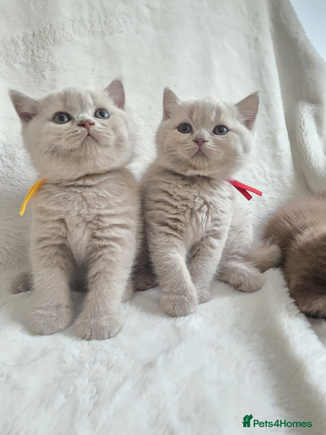 British Shorthair cats for sale: GCCF British Shorthair Kittens Champion Bloodline  - Image 12