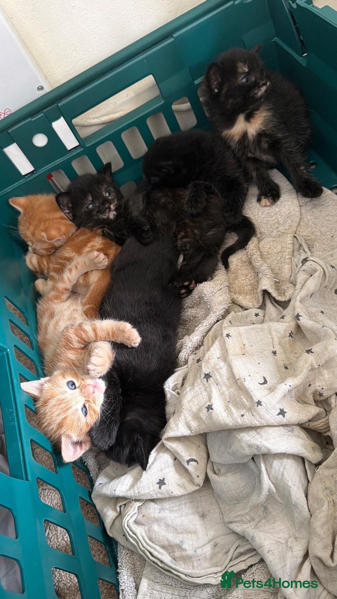 Mixed Breed cats Kittens - PICK ME!!  - Advert 6