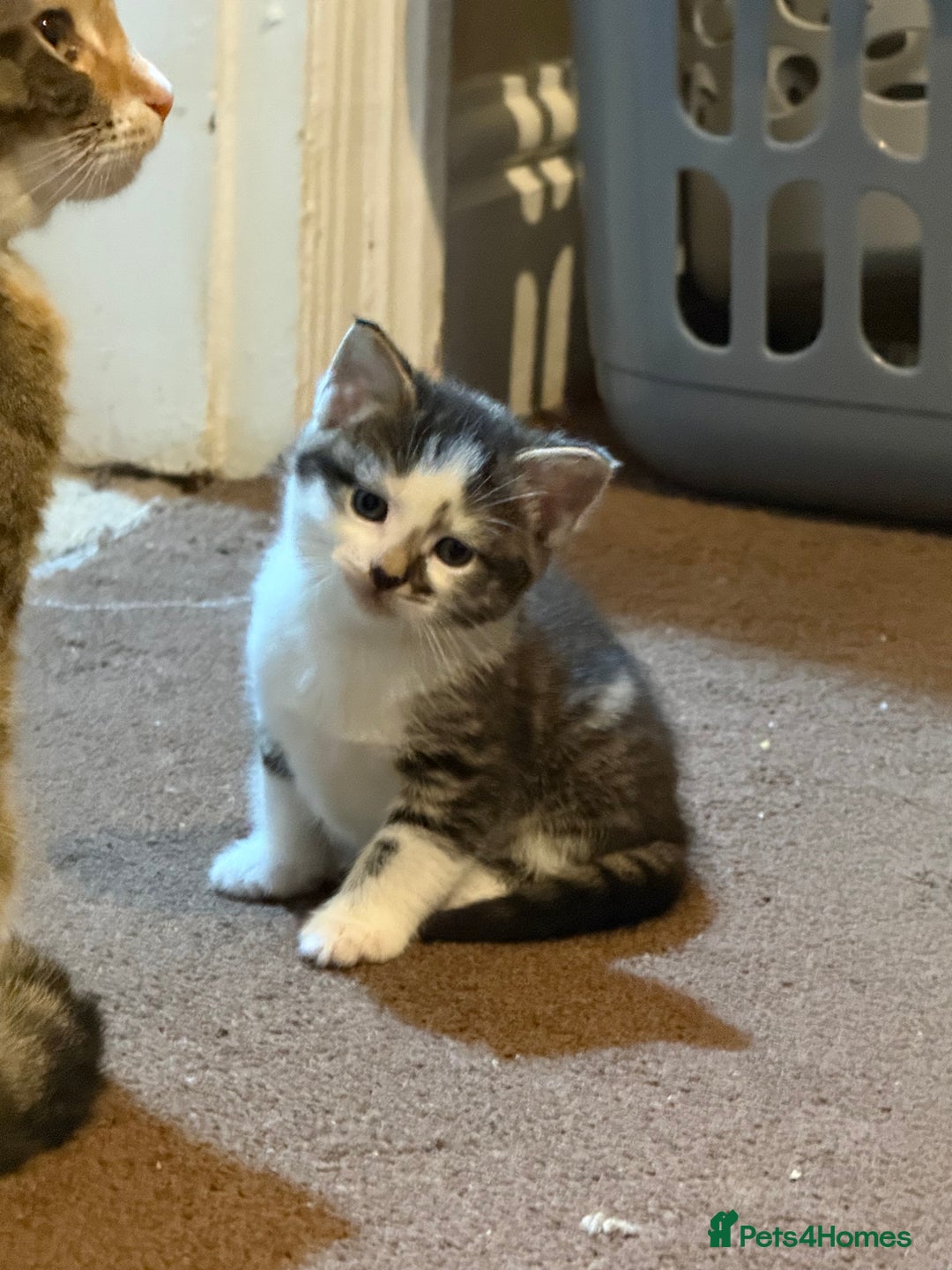 British Shorthair cats for sale: Three adorable kittens ready 10th jan 2026 - Advert 10