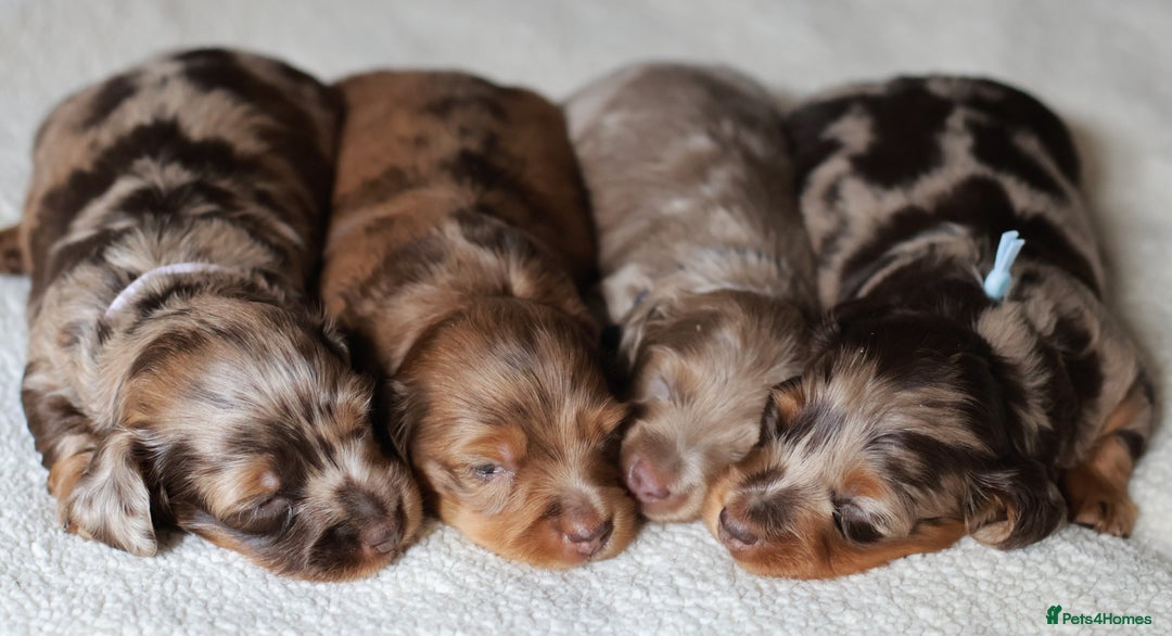 Miniature Dachshund dogs for sale: 5StarsLicensed+LongHaired+KC+PRAClear+VetChecked - Image 33