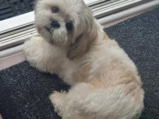 Shih Tzu dogs in Nuneaton - Advert 6