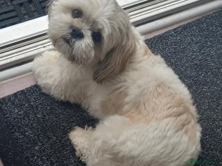 Shih Tzu dogs Male Full Shih Tzu in Nuneaton - Advert 6