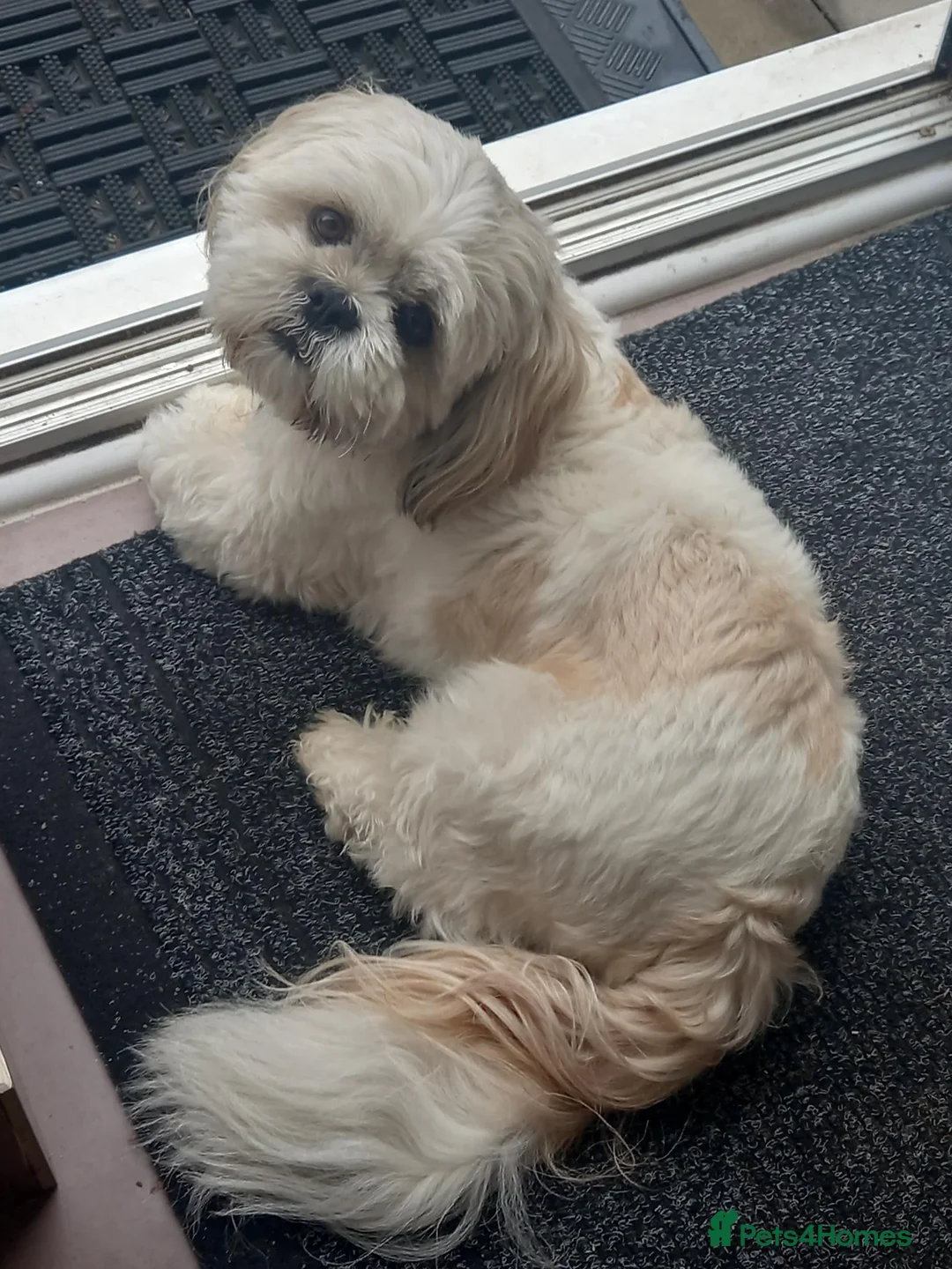 Shih Tzu dogs for stud: Male Full Shih Tzu in Nuneaton - Advert 1