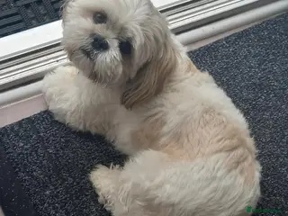 Shih Tzu dogs Male Full Shih Tzu in Nuneaton - Advert 12