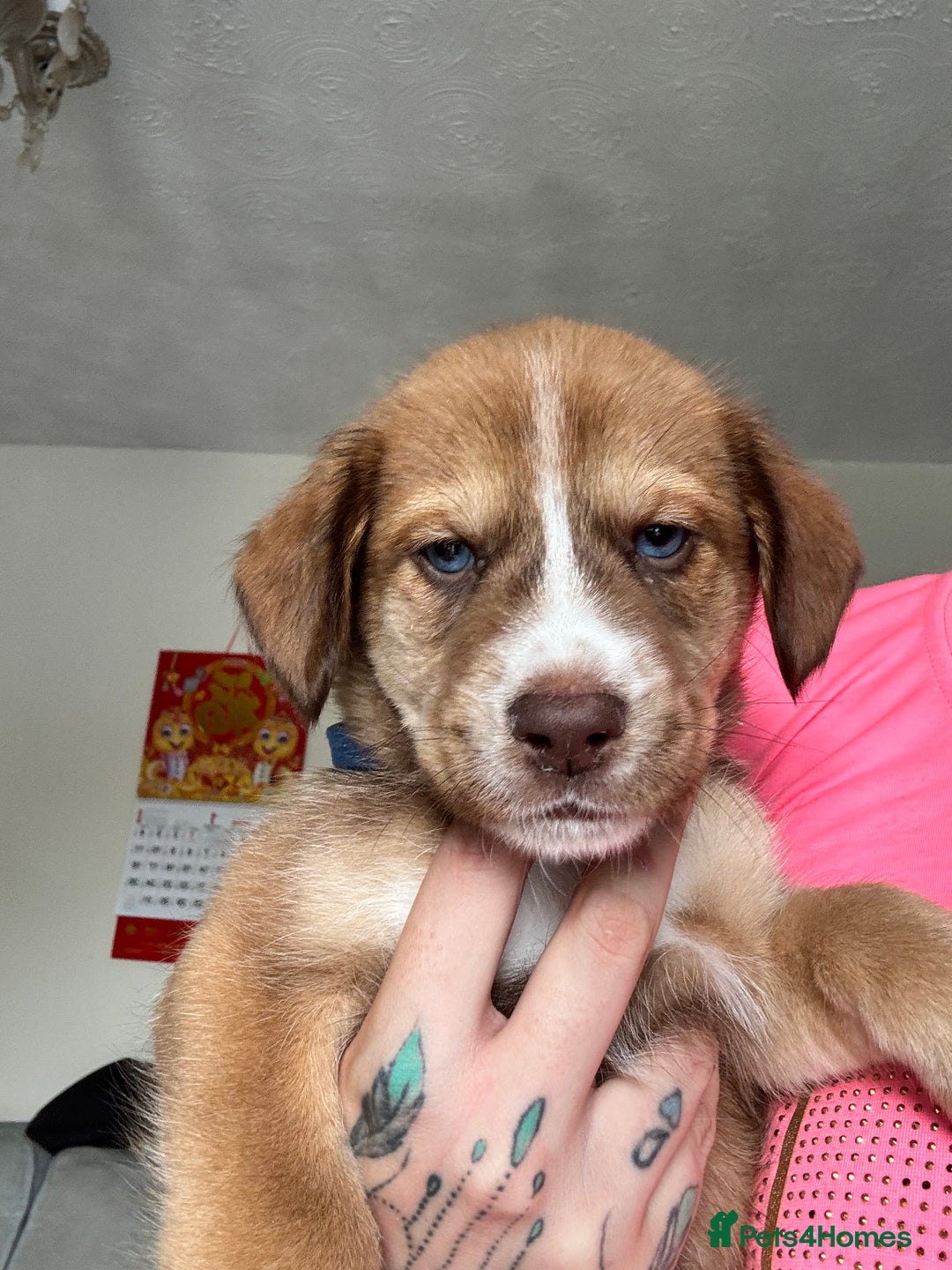Mixed Breed dogs for sale: Husky x cocker spaniel puppies  - Image 1