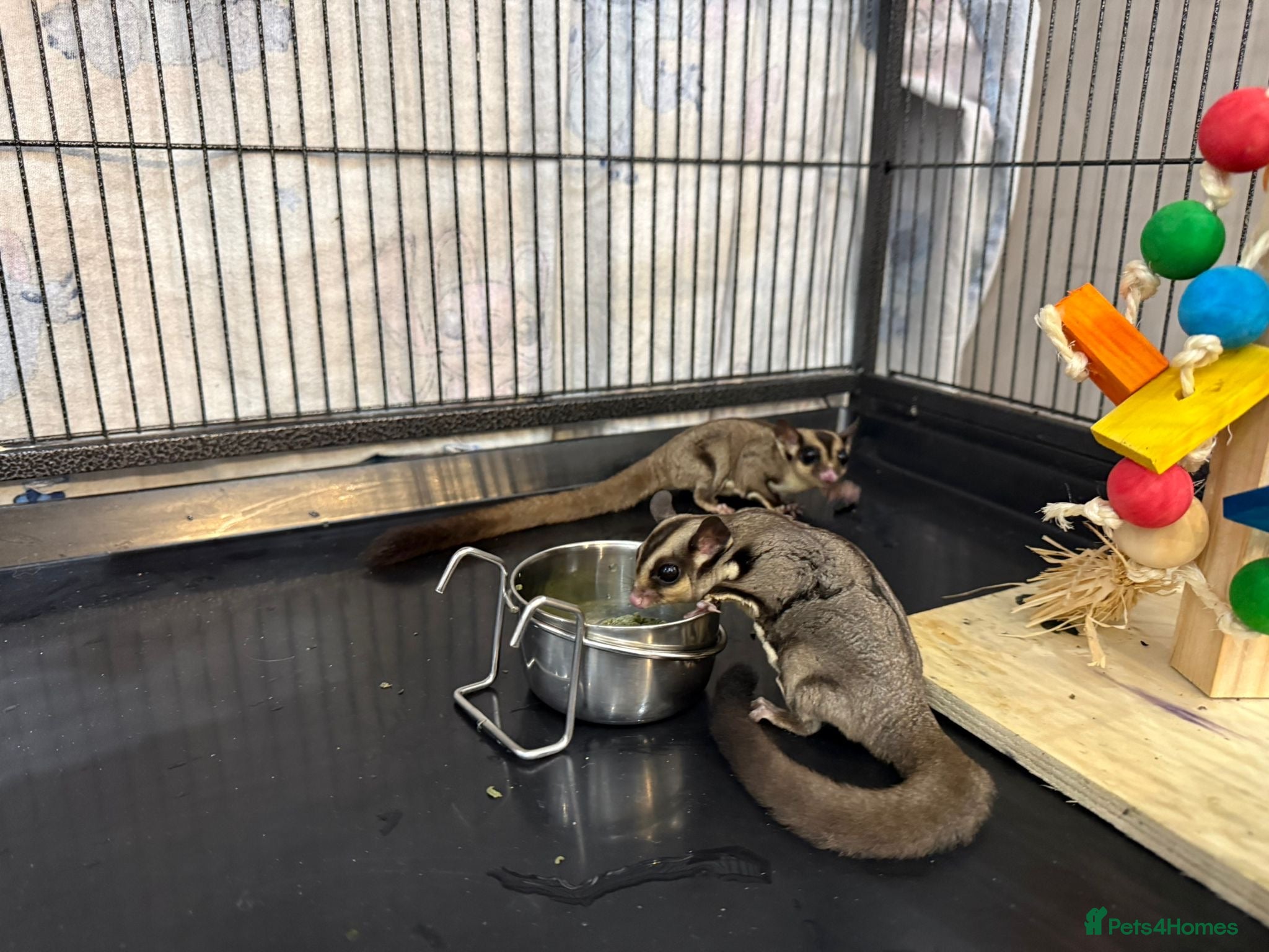 Sugar Glider rodents Two male sugar gliders for sale  - Advert 3