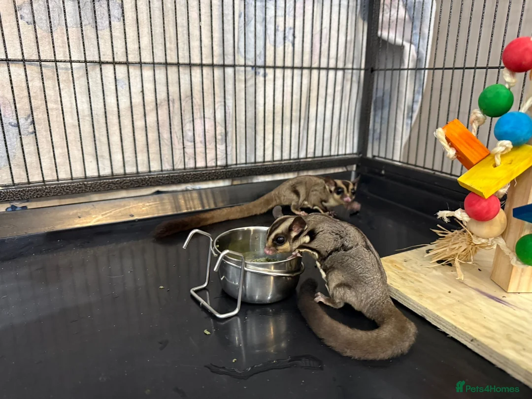 Sugar Glider rodents for sale: Two male sugar gliders for sale  in Liverpool - Advert 1