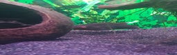 Pufferfish fish for sale: Full set up with red eyed puffers - Advert 6