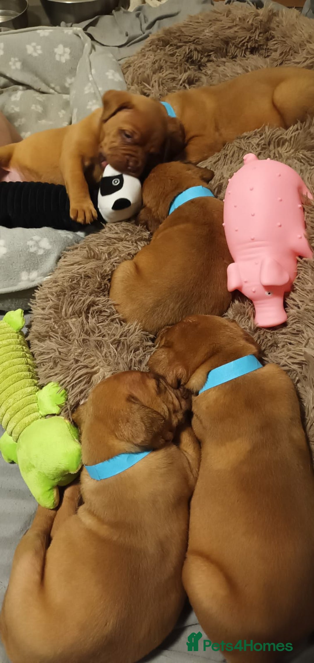 Dogue De Bordeaux dogs for stud: Multiple international champion bloodlines kc DDB - Image 4