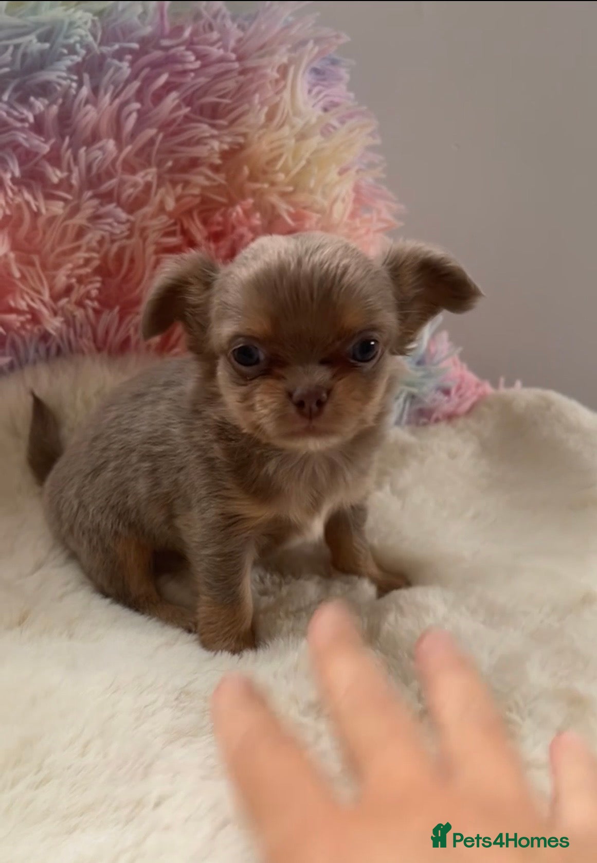 Chihuahua dogs KC LONG COAT CHIHUAHUAS - Advert 2