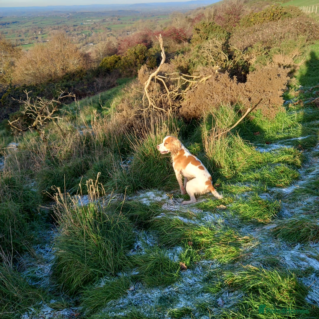 Cocker Spaniel dogs for stud: Health tested cocker spaniel for stud in Dorchester - Advert 6