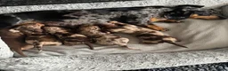 Miniature Dachshund dogs for sale: Miniature dachshund puppies 2 long hair 3 smooth  - Advert 3