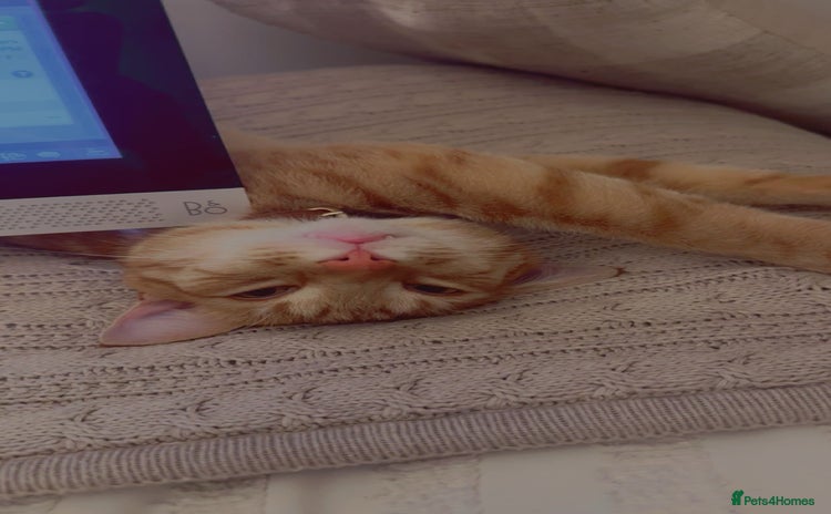 Domestic Shorthair cats - Advert 5