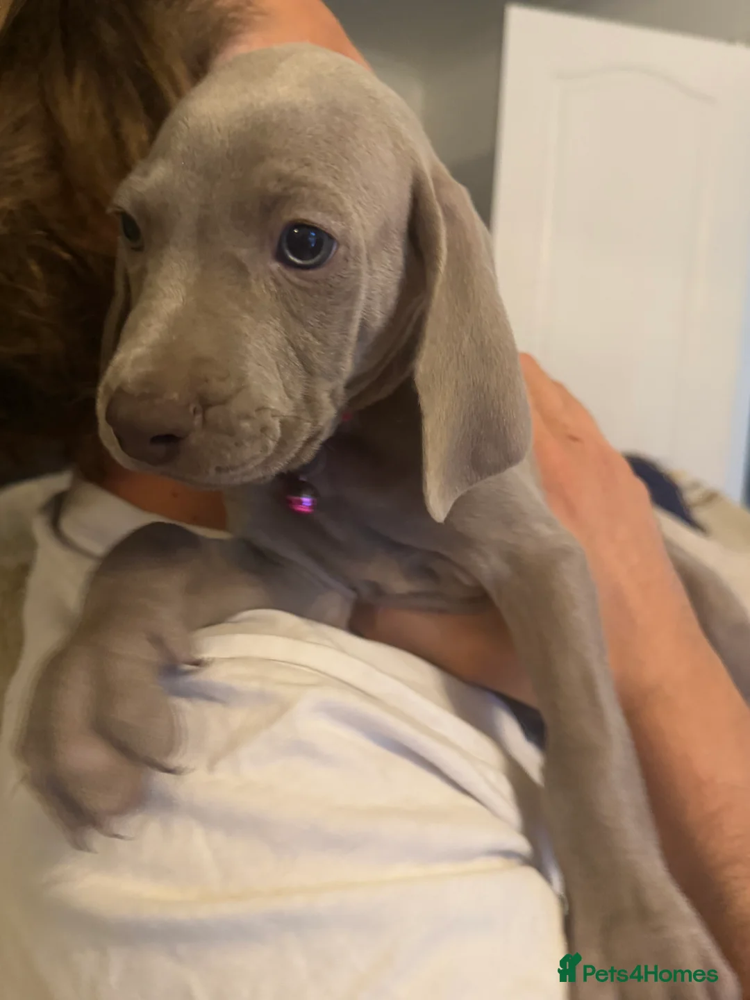 Weimaraner dogs for sale: Stunning 💙&🩶 KC Registered Weimaraner pups 🩷&💙 - Advert 2