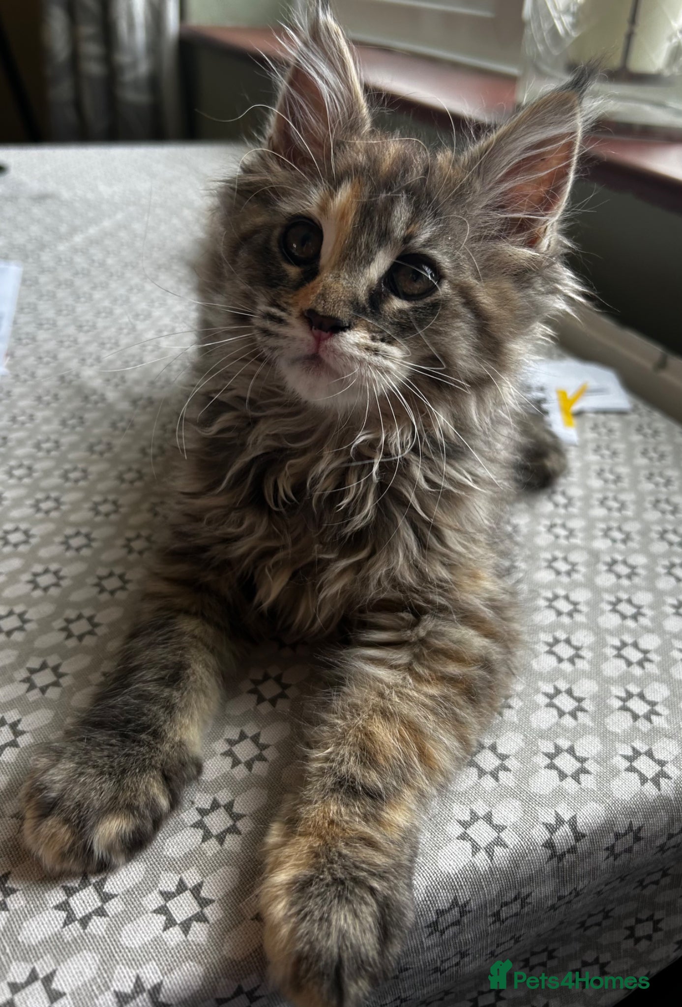 Maine Coon cats Beautiful Mainecoon kittens  - Advert 5