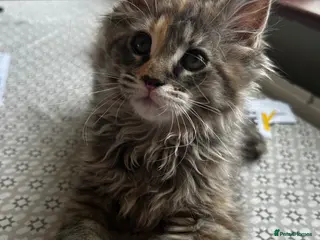 Maine Coon cats Beautiful Mainecoon kittens - Advert 5