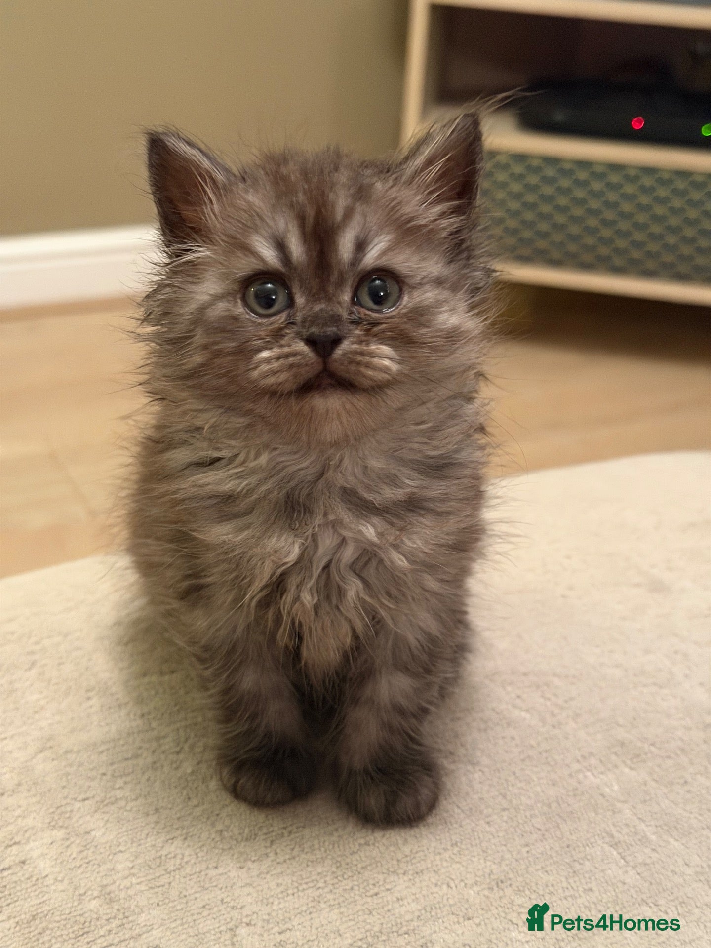 Persian cats Last female remaining-Chinchilla Persian Kittens - Advert 2