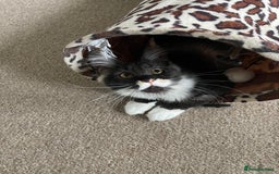Maine Coon cats for sale: GCCF registered Maine Coon kittens.  in Newton Abbot - Image 6