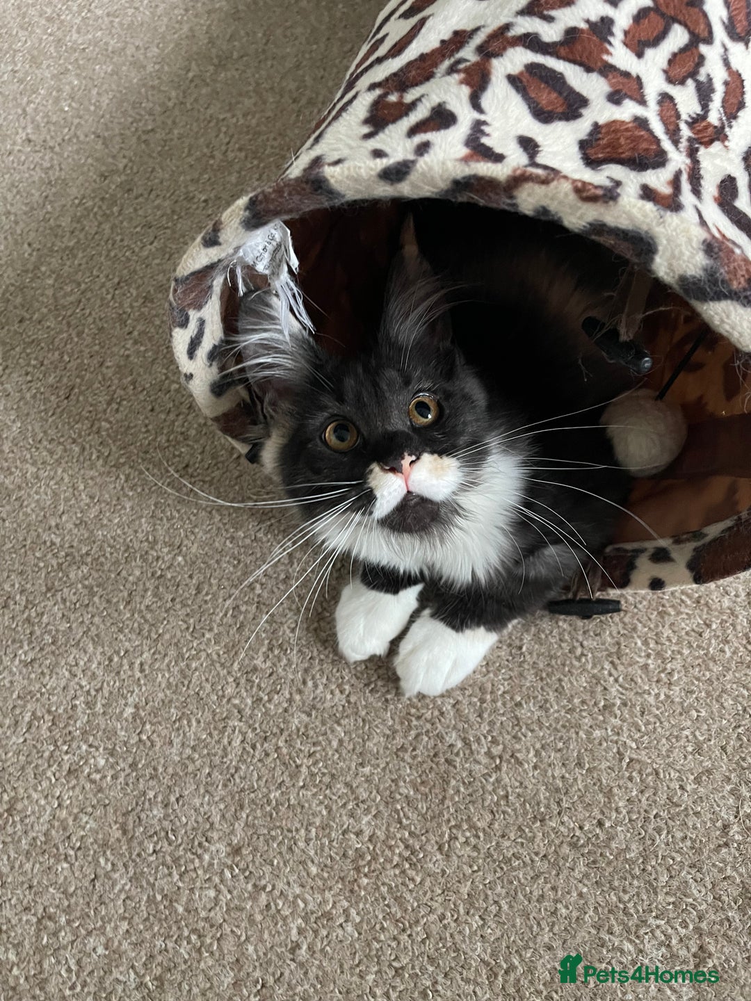 Maine Coon cats for sale: GCCF registered Maine Coon kittens.  in Newton Abbot - Image 6