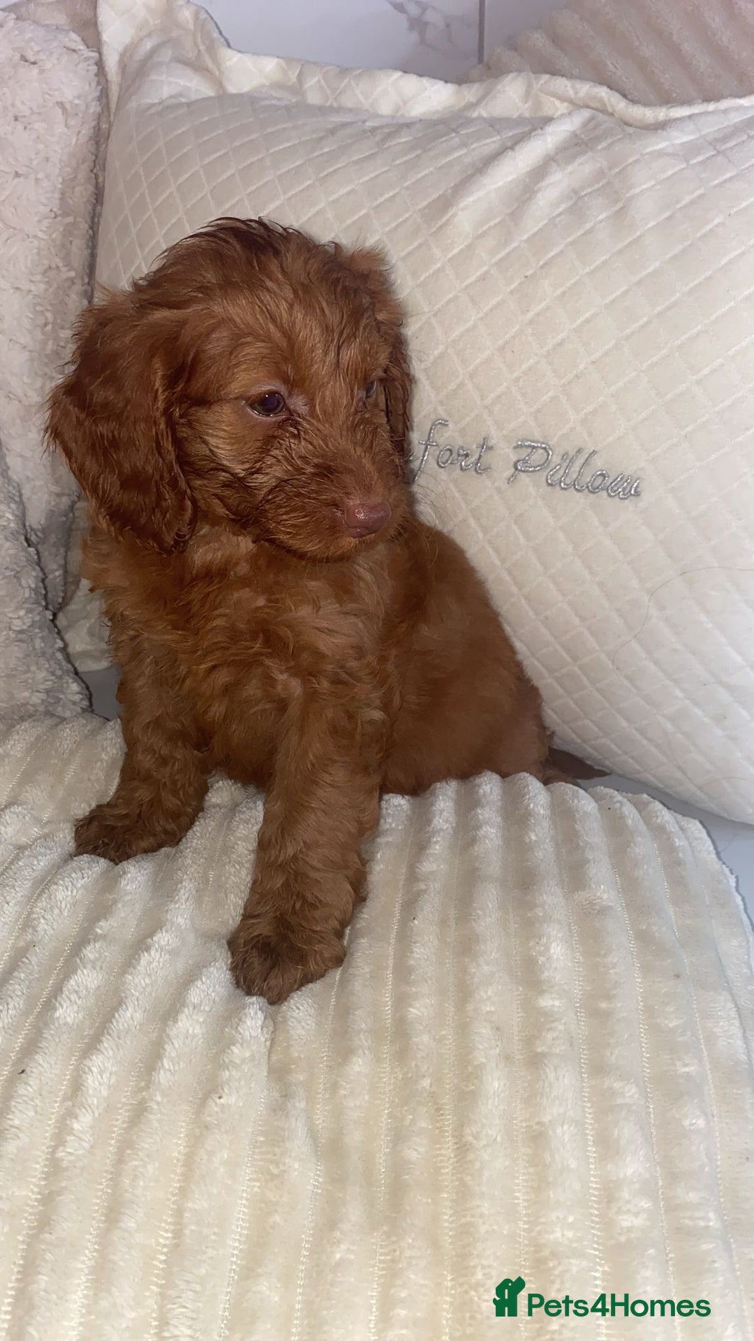 Cockapoo dogs for sale: Ready to leave cockerpoos  - Advert 2