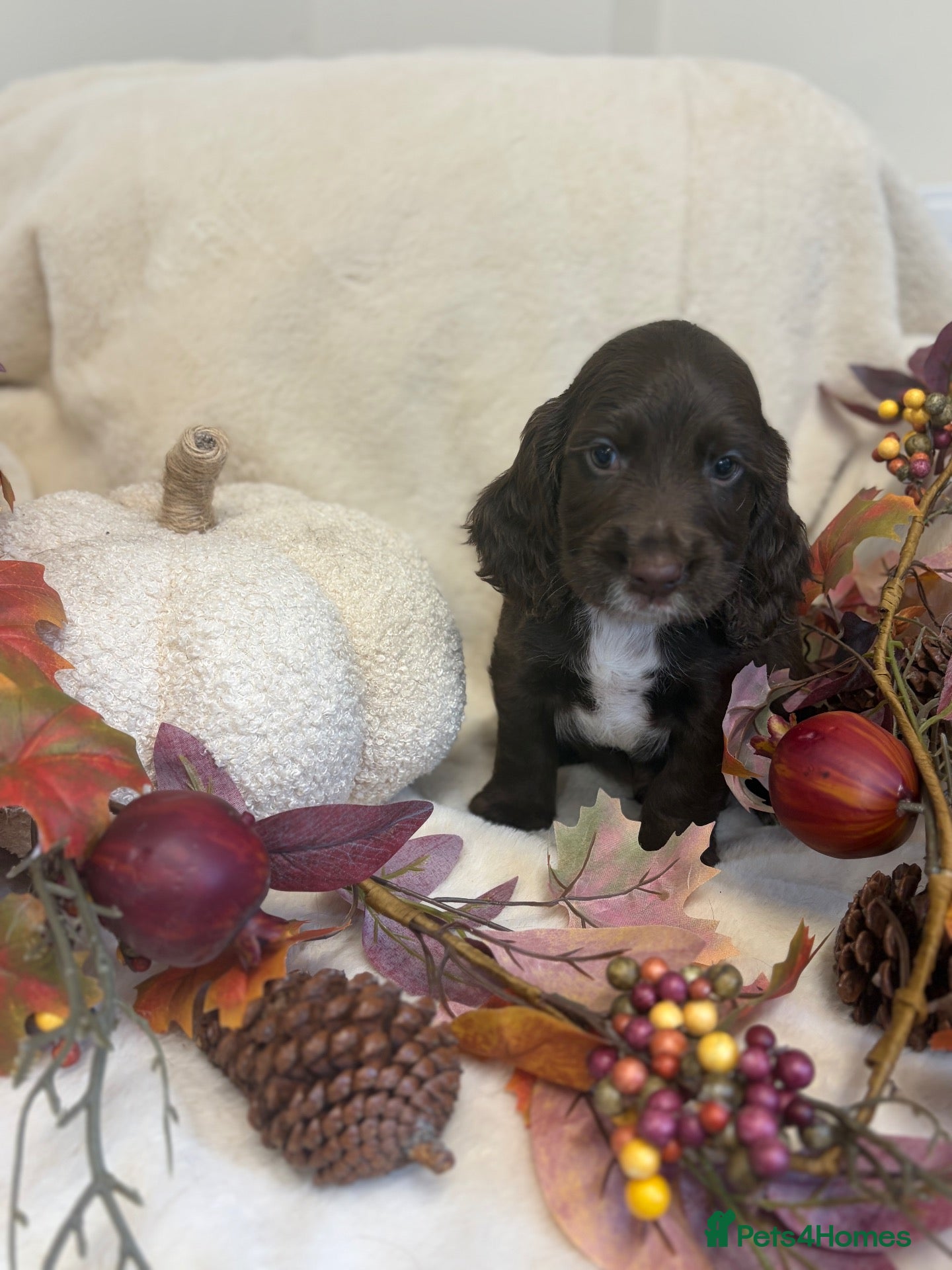 Cocker Spaniel dogs Chocolate male Show Cocker Spaniel  - Advert 1