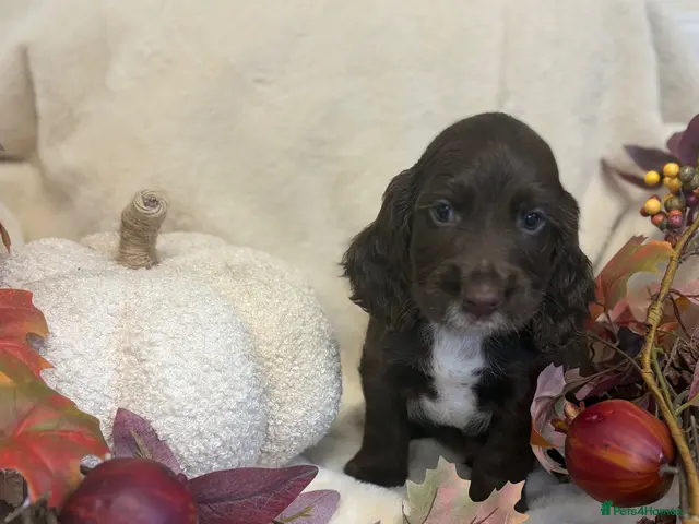 Cocker Spaniel dogs for sale: Chocolate male Show Cocker Spaniel - Advert 2