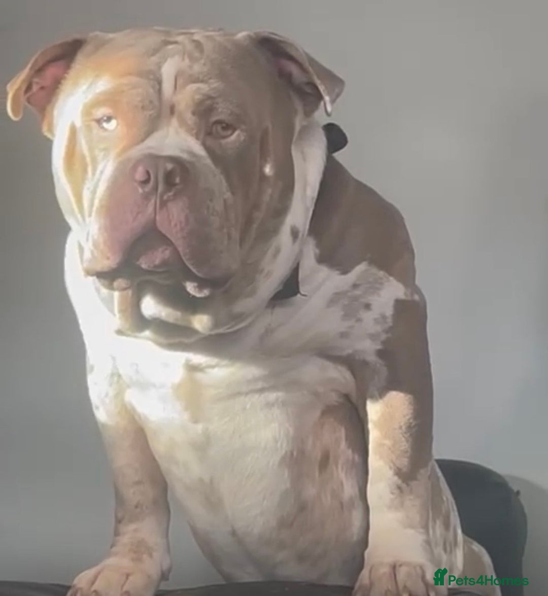 American Bully dogs for stud: Beautiful STUD - Advert 2