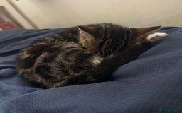 Mixed Breed cats for sale: Boy and girl beautiful cats  - Image 6