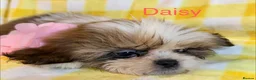 Shih Tzu dogs for sale: Beautiful Shih Tzu puppies  - Advert 7
