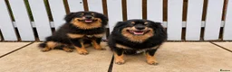 Pomeranian dogs for sale: Beautiful Pomeranian twins - Advert 4