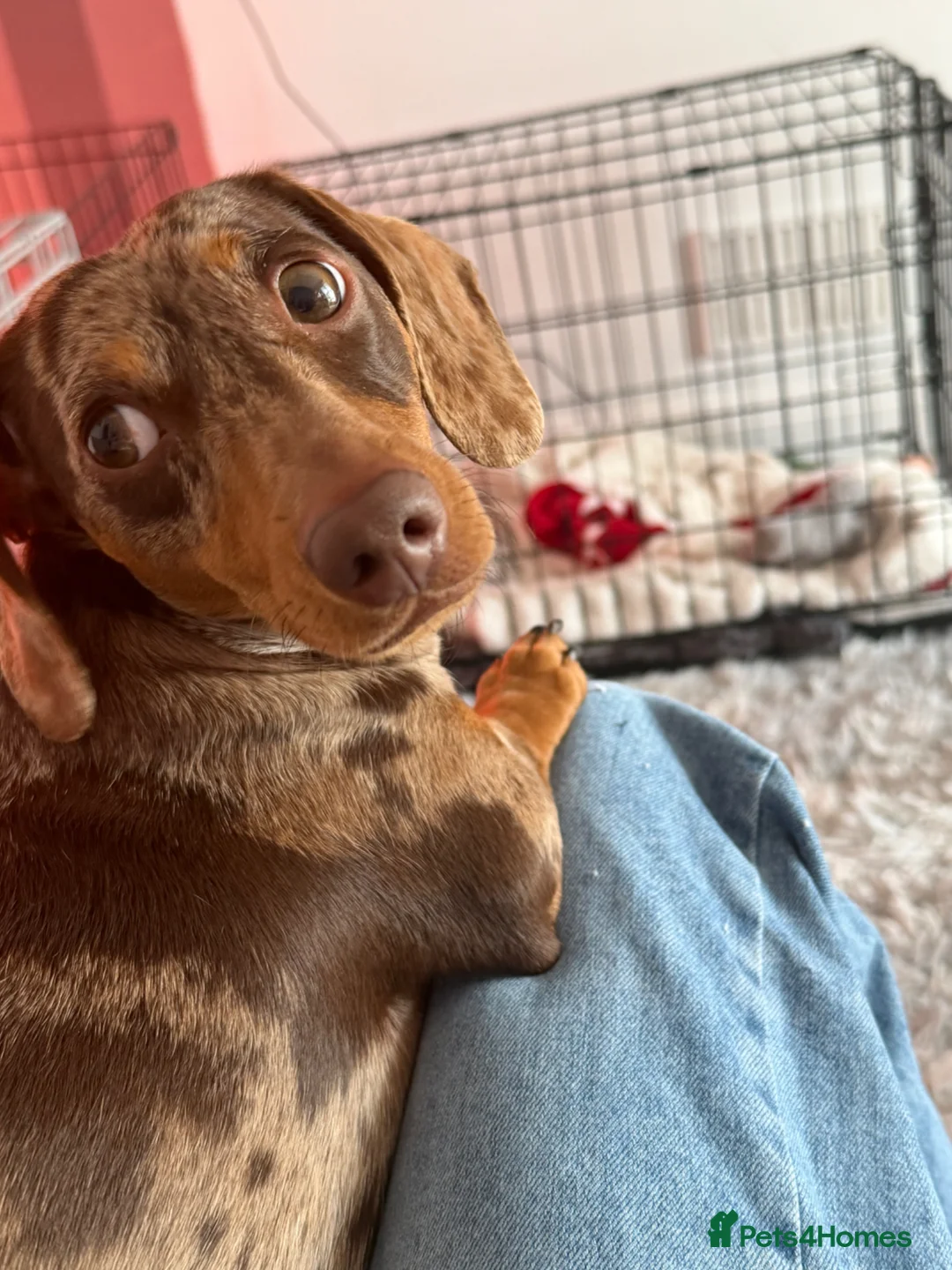 Mixed Breed dogs for sale: Doxipoos for sale  - Advert 8