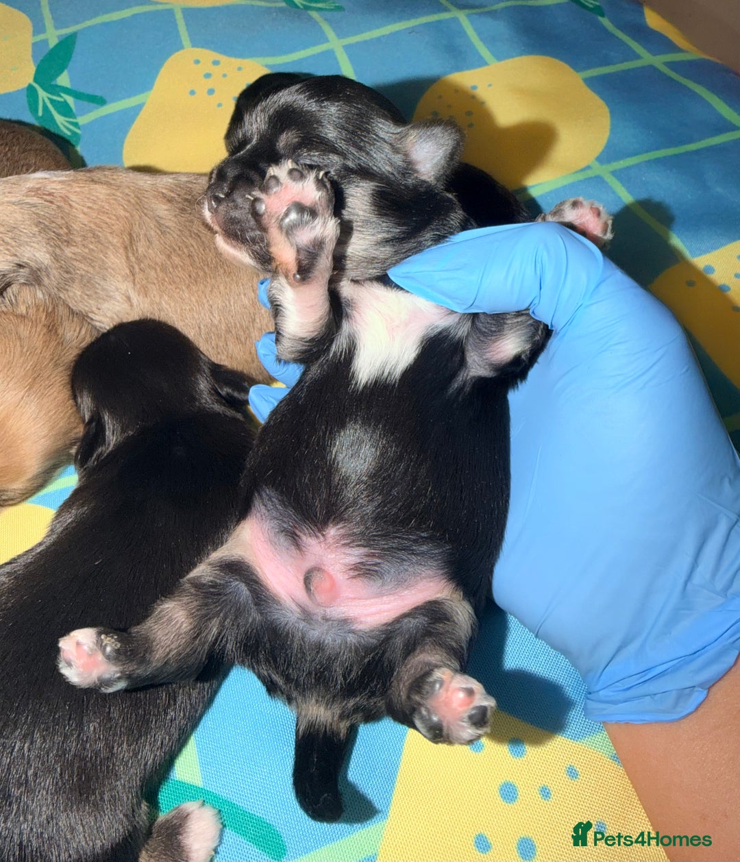 Mixed Breed dogs for sale: Malchi babies  - Advert 4