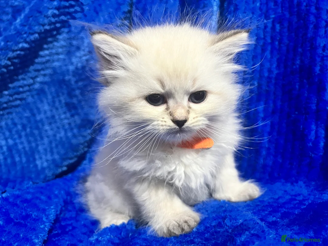 Siberian cats for sale: 💎💎GCCF Siberian Neva Masquerade Kittens💎💎 - Advert 11