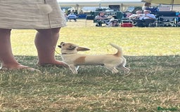 Chihuahua dogs for sale: *Parti Crufts Qualified Champion sired* in Cambridge - Image 3