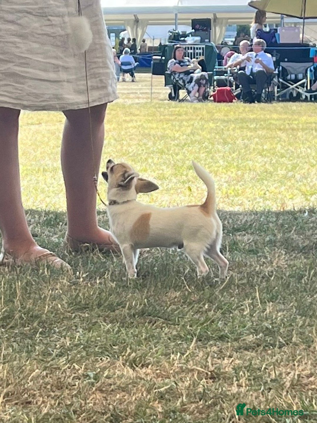 Chihuahua dogs for sale: *Parti Crufts Qualified Champion sired* in Cambridge - Image 3