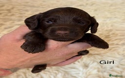 Cockapoo dogs for sale: beautiful merle cockapoo pups, ready 19th August - Image 7