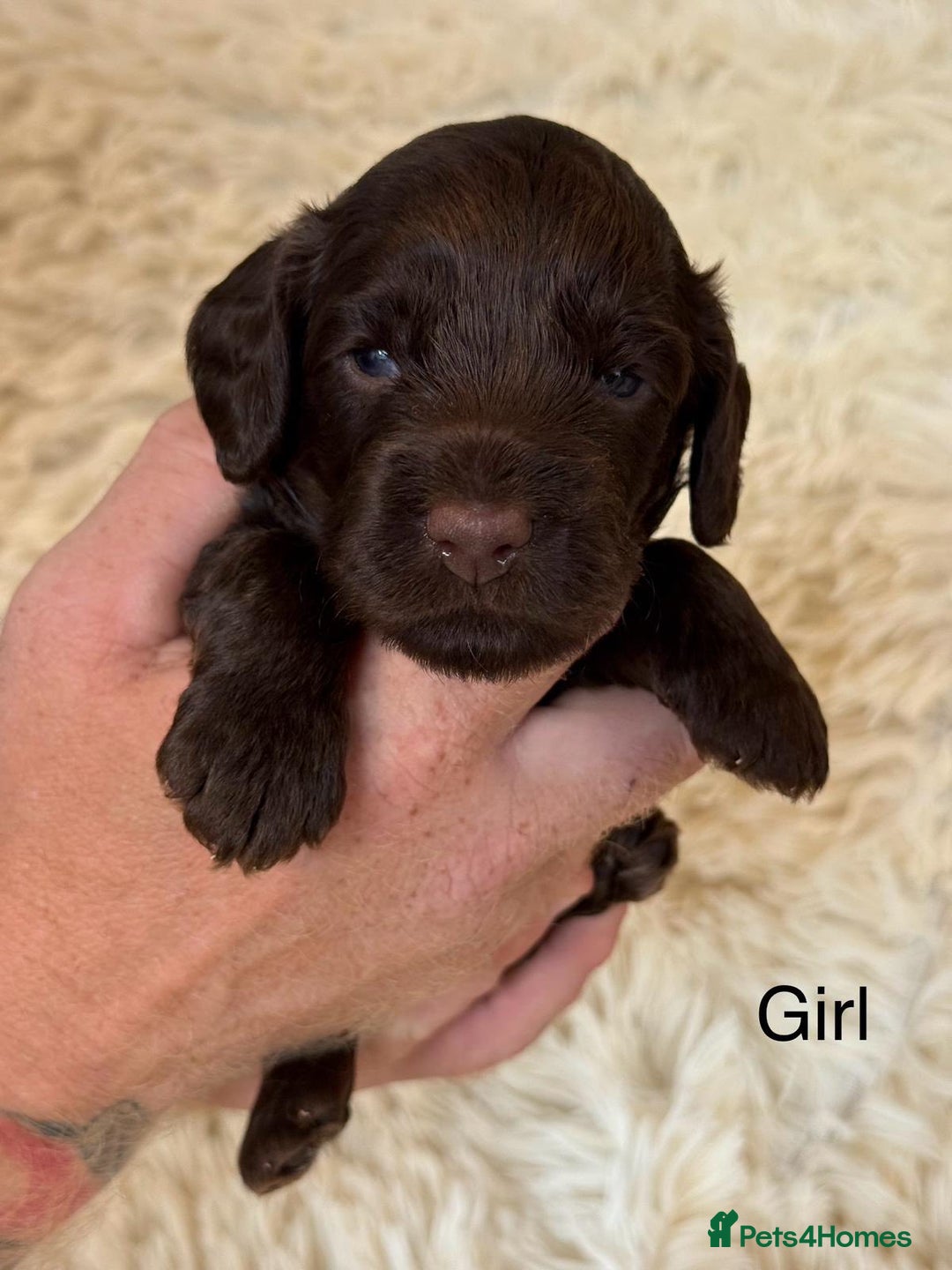 Cockapoo dogs for sale: beautiful merle cockapoo pups, ready 19th August - Image 7