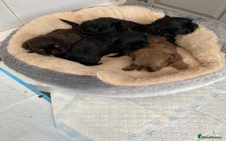 Shih Tzu dogs for sale: Imperial shih Tuz - Advert 4