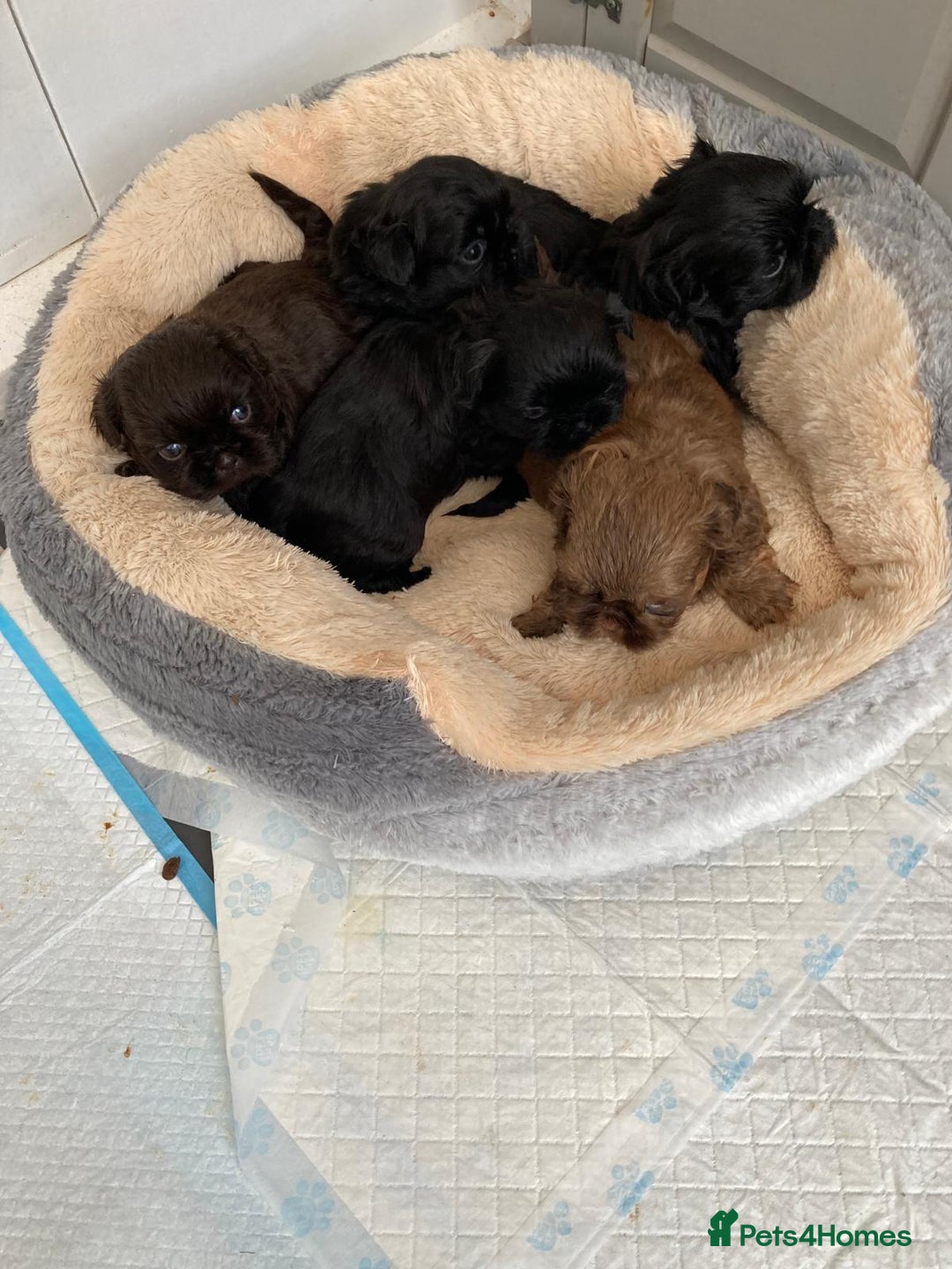 Shih Tzu dogs for sale: Imperial shih Tuz - Advert 4