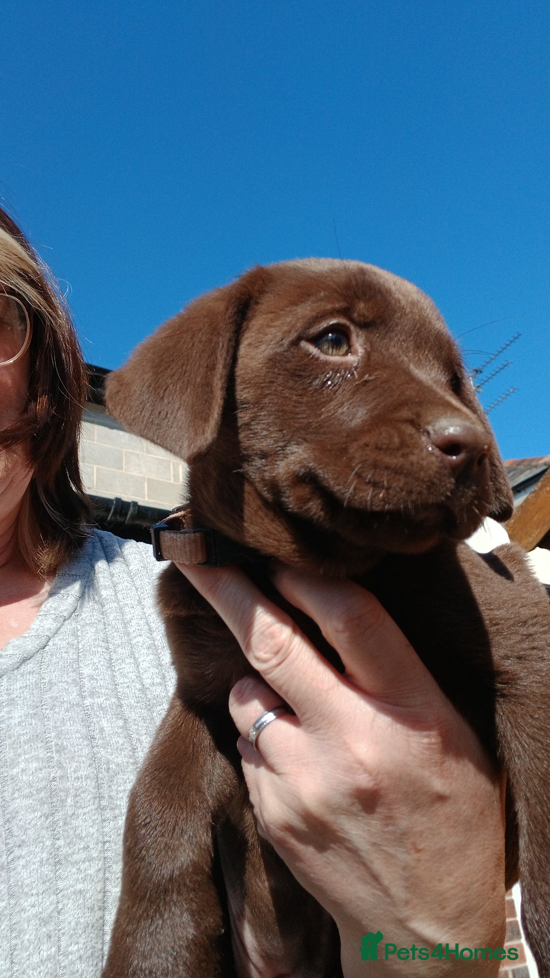 Labrador Retriever dogs for sale: **READY NOW**CHOCOLATE LAB PUPS - Image 18