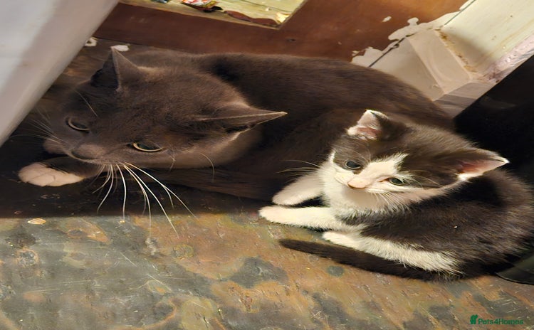 Mixed Breed cats - Advert 1