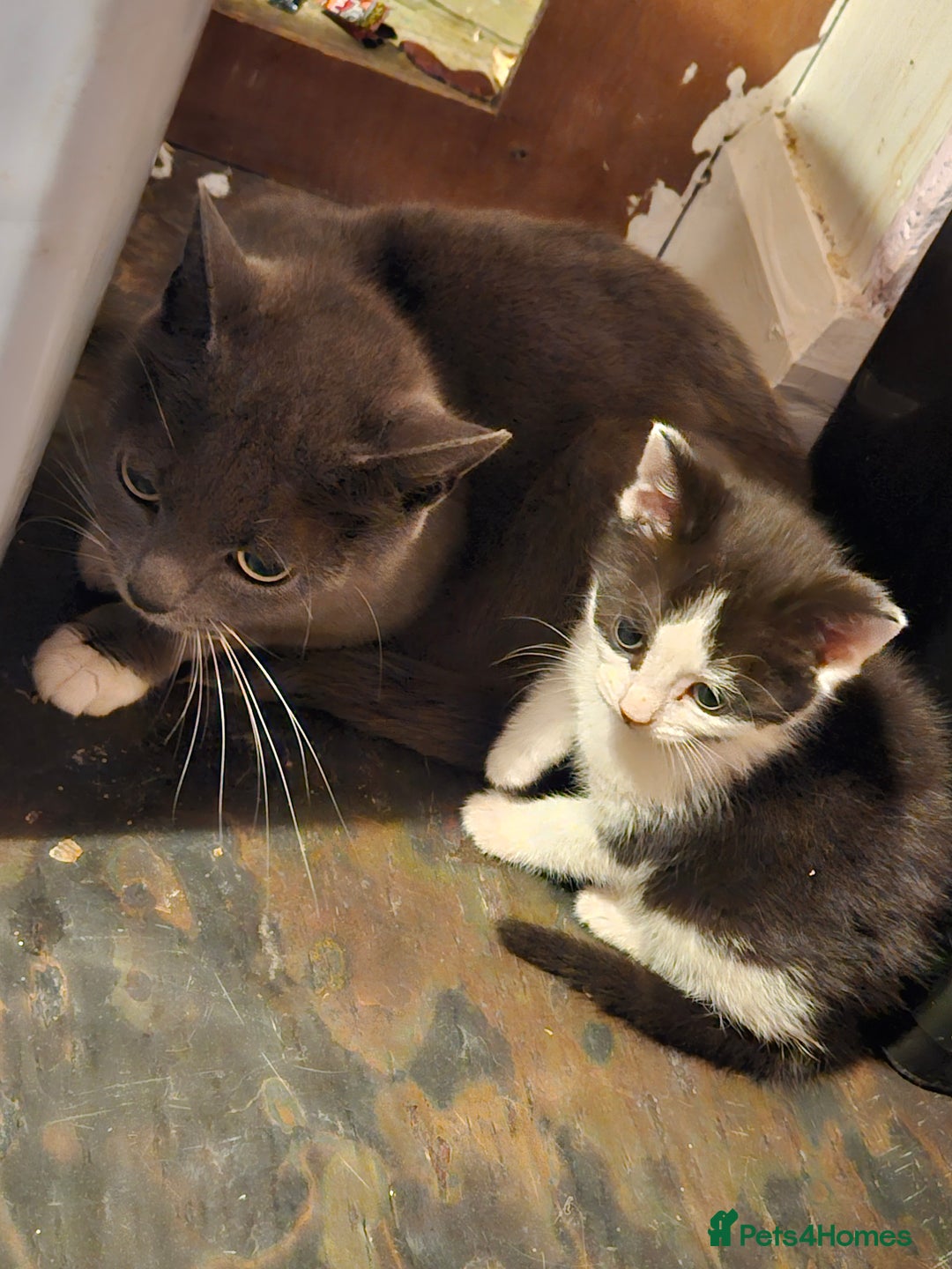 Mixed Breed cats for sale: Four adorable kittens - Image 1