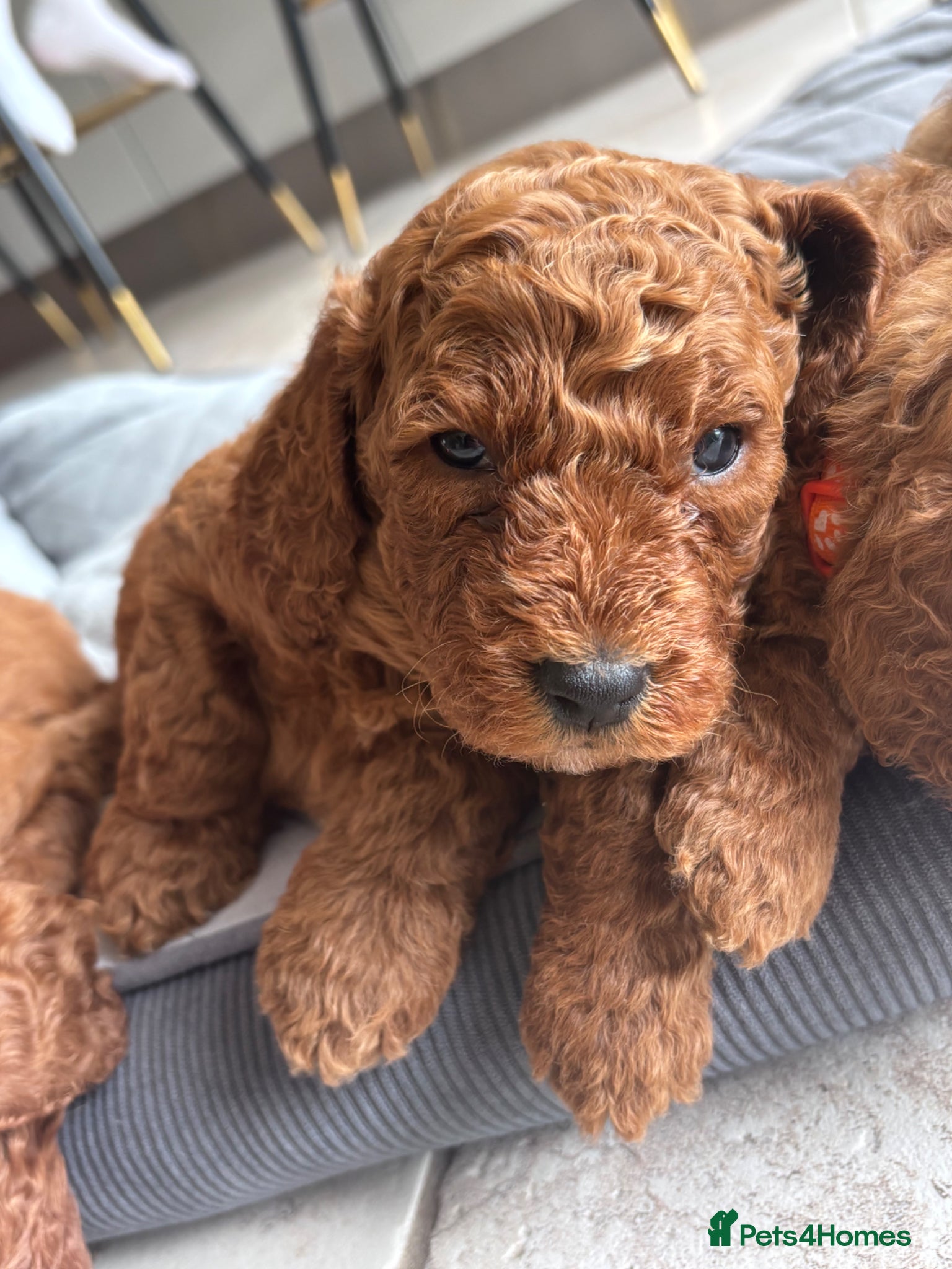 Cavapoo dogs Stunning Red Cavapoo Puppies - Advert 9