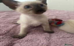 Siamese cats for sale: Siamese lovely girls looking for friendly home.  - Image 2