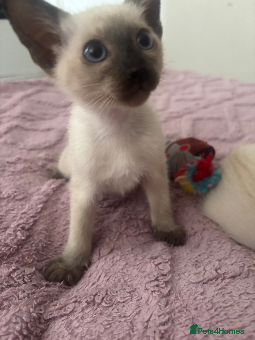 Siamese cats for sale: Siamese lovely girls looking for friendly home.  - Image 2